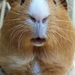 It’s coaching time ! Viens faire Cobaye (public pédagogique)